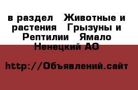  в раздел : Животные и растения » Грызуны и Рептилии . Ямало-Ненецкий АО